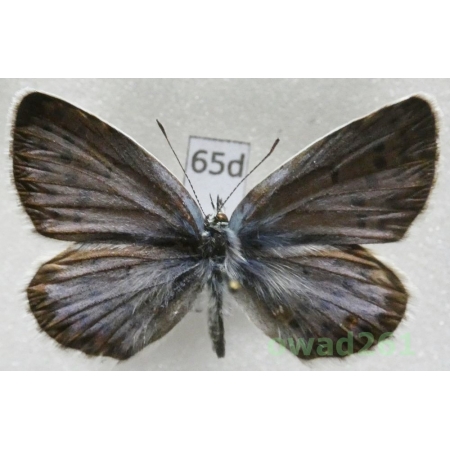 Plebejus idas ssp. magnagraeta Vérity, 1936 male Greece65d